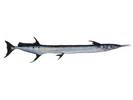 Ablennes hians; Local name: Hagool; Common name: Flat needlefish

