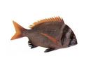 Acanthopagrus bifasciatus; Local name: Bint Al Nokhatha; Common name: Two-banded porgy
