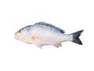 Acanthopagrus cuvieri; Local name: Subaiti; Common name: Silvery black porgy
