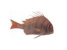 Argyrops spinifer; Local name: Kofer; Common name: Long-finned seabream

