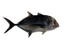 Caranx ignobilis; Local name: Jash yep; Common name: Giant trevally
