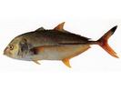 Caranx sem; Local name: Jash farro; Common name: Blacktip trevally
