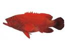 Cephalopholis miniatus; Local name: Arosa, Bertama; Blue-spotted grouper
