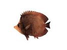 Chaetodon obscurs; Local name: Anfooz Qunfuth; Common name: Dark butterflyfish

