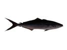 Elagatis bipinnulata; Local name: Gareiba; Common name: Rainbow runner
