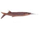 Hemiramphus lutkei; Local name: Sils; Common name: Lutke`s halfbeak
