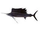 Istiophorus platypterus; Local name: Kheil Al-bahr; Common name: Sailfish
