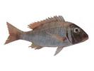Lethrinus kallopterus; Local name: Yemah; Common name: Orange-finned emperor
