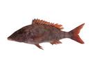 Lethrinus miniatus; Local name: Sooly; Common name: Longface emperor
