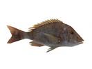 Lethrinus nebulosus; Local name: Big shei`rii; Common name: Spangled emperor
