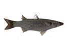 Lisa marcolepis; Local name: Biah Sfaiti; Common name: Largescale mullet
