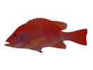 Lutjanus coccineus; Local name: Hamra; Common name: Red snapper
