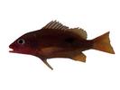 Lutjanus fulviflamma; Local name: Neiser; Common name: Blackspot snapper
