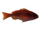 Lutjanus lineolatus; Local name: Gaizawan; Common name: Bigeye snapper
