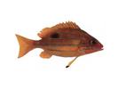 Lutjanus quiquelineatus; Local name: Aglla; Common name: Five-linned snapper

