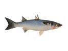 Mugil cephalus; Local name: Biah; Common name: Flathead mullet

