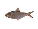 Nematalosa nasus; Local name: Yawafa; Common name: Long-ray bony bream
