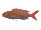 Nemipterus delagoae; Local name: Sultan Ibrahim; Common name: Delagoa threadfin bream
