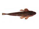 Platycephalus indicus; Local name: Wahar; Common name: Bartail flathead
