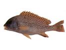 Plectorhynchus gaterinus; Local name: Hellaly; Common name: Blackspotted rubberlip
