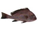 Plectorynchus pictus; Local name: Farsh; Common name: Troutsweetlips
