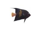 Pomacanthus maculosus; Local name: Anfooz; Common name: Yellow-marked butterflyfish
