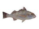Pomadasys argenteus; Local name: Nagroor; Common name: Silver grunt
