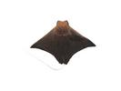 Rhinoptera adspersa; Local name: Tais gurabi; Common name: Eagle ray

