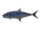 Scomberoides commersonianus; Local name: Dila; Common name: Talang gueenfish

