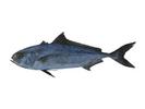 Seriola figrofasciata; Local name: Hamam, Halwayoo; Common name: Black banded trevally

