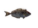 Siganus canaliculatus; Local name: Safi; Common name: Rabbit fish
