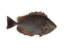 Siganus javus; Local name: Safi senifi; Common name: Streaked spinefoot

