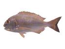 Sparus sarba; Local name: Gabit; Common name: Goldlined seabream
