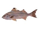Therapon theraps; Local name: Yelly; Common name: Large-scaled banded therapon
