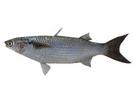 Valamugil seheli; Local name: Biah arabi; Common name: Blue-spot mullet